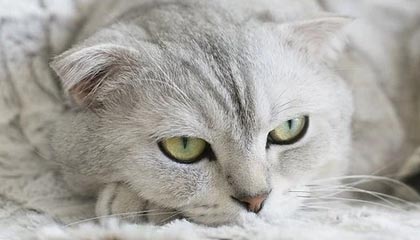 开云体育-中国篮球联赛引进多名海外球员，篮球队中国